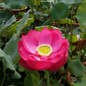 醉湘云碗莲种藕裸根室内阳台楼顶水生绿植盆栽花卉吸甲醛净化空气