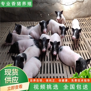 广西巴马香猪活体藏香猪仔散养土黑猪纯种两头乌幼崽公小苗活物