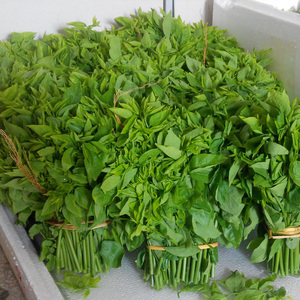 海南新鲜五指山野菜树仔菜革命菜天香绿热带蔬菜嫩叶甜菜