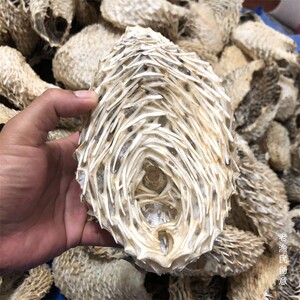 海刺猬刺龟皮刺豚皮 刺龟鱼皮海胆皮海南海产干货500克