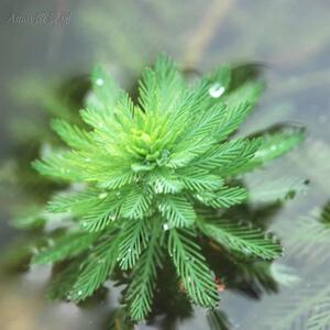 粉绿狐尾藻 水草水藻水培植物 水生植物 鱼缸水缸观赏 满39元包邮