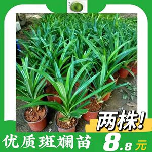 海南斑斓叶苗带土盆栽新鲜可食用香料植物糕点斑兰叶大苗绿植净化