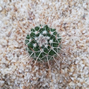 特价新品白蛇丸 开花实生仙人球防辐射易养美观植物盆栽