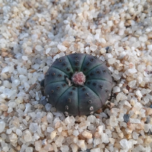 200人付款淘宝22大型士童实生仙人q球艳肌士童仙人球多肉植物室内防