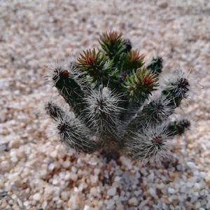 特价松鼠团扇 开花自根仙人柱防辐射易养美观植物盆栽