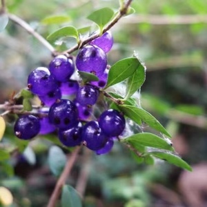 亮叶忍冬水晶果 净化空气趣味观果盆栽容易养护 阳台办公桌书房