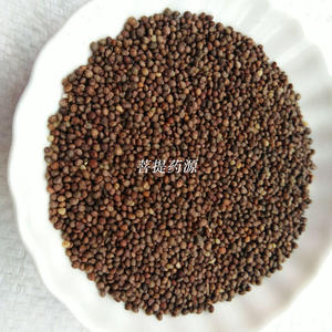 紫苏叶种籽盆栽可食用一年四季种植紫苏子蔬菜孑苏子叶籽325人付款3