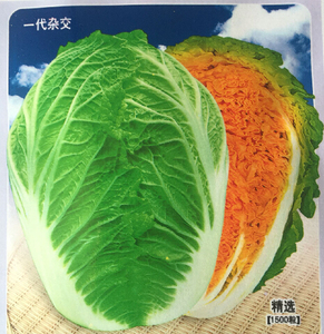 桔红心 山东抗病大白菜种子含维生素胡萝卜素火锅蔬菜种1500粒