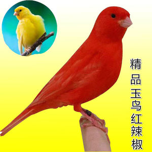 【扬州黄玉鸟】扬州黄玉鸟品牌,价格 - 阿里巴巴