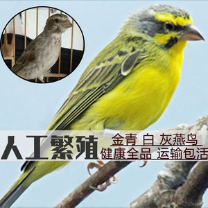 人工繁殖金青鸟活体黑喉白燕灰燕金黄芙蓉鸟观赏雀听叫鸟活物促销