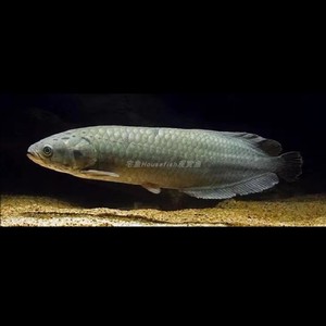 【活化石】非洲黑龙18-22cm