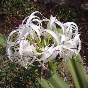 白花文殊兰盆载吸甲醛净化空气室内室外客厅庭院阳台花卉四季长青