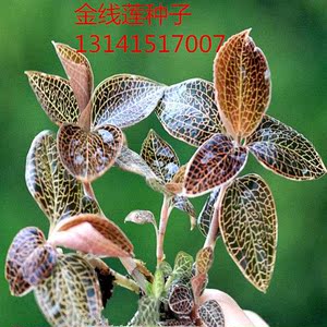 福建金线莲种子野生四季种植银线莲黄莲新鲜苗盆栽人参稀有中草药