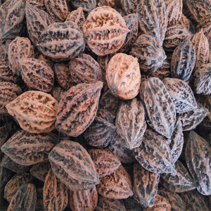 文玩野山核桃秋子