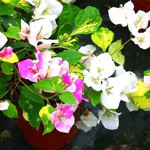 斑红樱三角梅斑叶百变红心樱花丰花品种四季开花勤花盆栽爬藤花卉