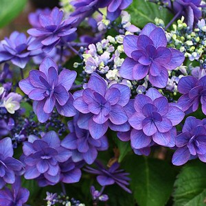 小町 重瓣绣球花 花苗 日本进口多年生耐荫庭院阳台盆栽地栽花卉