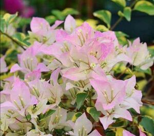 粉蝶金边叶三角梅,粉白变色多色花叶杜鹃树苗盆地栽四季开花耐热