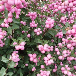 粉雪果魔法糖果盆栽树苗多年生耐低寒高温切花毛核木懒人植物