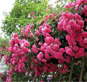 粉花七姐妹 蔷薇月季花苗盆栽地爬藤丰花花墙 生长快速