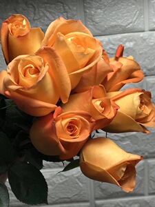 《巫术》橙色玫瑰切花月季花苗盆栽 胜过假日公主【花艺居家园】