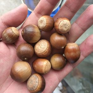 新采北美红栎种子 美国红橡种子 橡树种子  橡子松鼠食物坚果