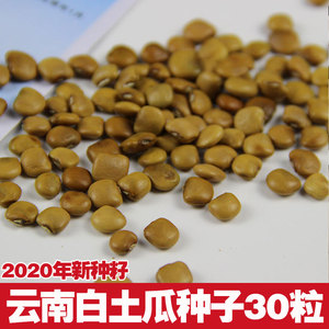 云南白土瓜种籽 凉薯土瓜种子30粒 新鲜蔬菜水果种子 地瓜种包邮