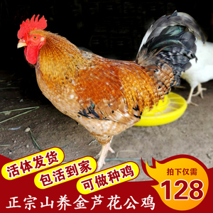 纯种散养金芦花公鸡活苗汶上芦花鸡大种鸡活体土公鸡活鸡包活到家