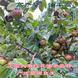 红花大果油茶嫁接苗 山茶籽油苗1-3斤重茶果广西高产茶子树油茶苗