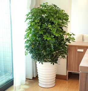 大型绿植鸭脚木客厅办公室内盆栽花卉八方来财鸭掌木植物招财树