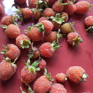 浙江农家现摘野生红树莓鲜果掌叶覆盆子新鲜时令水果野草莓刺泡果