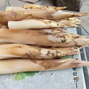 浙江新鲜野生蔬菜5斤农家现挖马鞭笋夏季小竹笋边笋毛笋夏笋甜笋