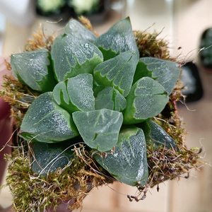 1-31冰城寿【满18元包邮】