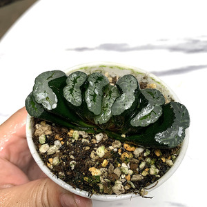 大黑玉扇多肉植物