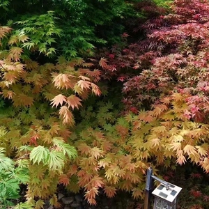 秋月日本枫树进口红枫品种 秋月一物一拍 阳台庭院室内盆栽枫树