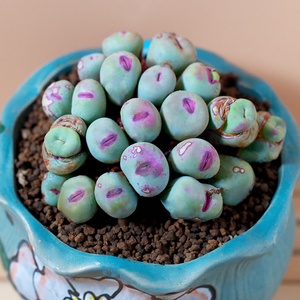 261-270岛田生石花屁股花qj多肉植物室内阳台盆栽0523爱萌多肉