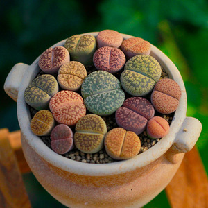 赤阳玉多肉植物c16生石花岛田桌面萌物盆栽卉绿植爱萌多肉屁股花