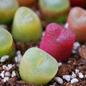 381-390岛田生石花屁股花ll多肉植物室内阳台盆栽0806爱萌多肉