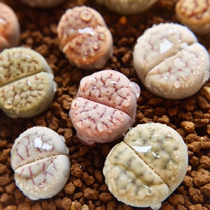 381-390岛田生石花屁股花xx多肉植物室内阳台盆栽0503爱萌多肉