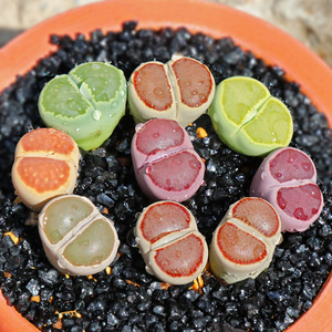 多肉生石花包邮