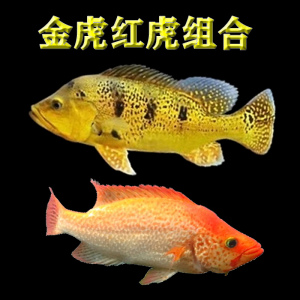 金老虎鱼皇冠三间