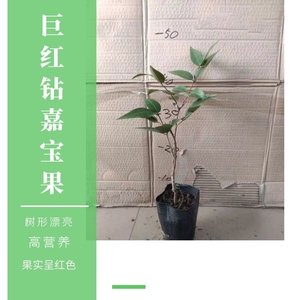 台湾大巨红钻嘉宝果四季开花树葡萄阳台庭院阳台盆栽巨红钻树苗