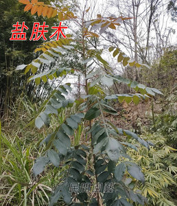 新鲜盐肤木盐霜柏盐酸木老公担盐盐桑柏五倍子500克枝叶根