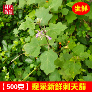 新鲜刺天茄 苦天茄 广西中草药颠茄 小红果茄番茄全草 紫花红果茄