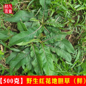 野生红花地胆草 新鲜苦地胆 坐地娘 整株地胆头地斩头丁茄夫 包邮