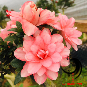 【莹】 重瓣类 皋月品种杜鹃花