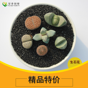 魔玉生石花