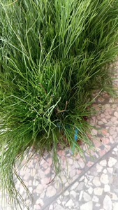 石扫把新鲜石寄生 石刷把 兰松叶撅包邮牛尾蕨