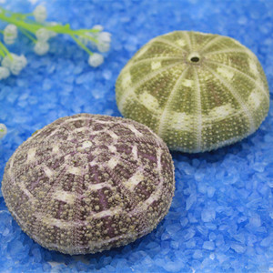 满35元包邮 天然9cm八卦海胆壳摆件 海螺贝壳 装饰 收藏 大号