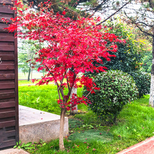 庭院绿化苗木日本红枫树苗黄金枫鸡爪槭美国植物造景盆栽工程绿化