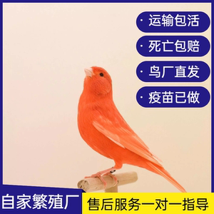 金丝雀芙蓉鸟活体玉鸟活鸟鸣唱辣椒红大红袍红白马赛克成年鸟一对